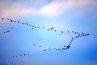 Flock of geese in sky