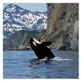 Killer Whale