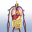 Human Organs Diagram