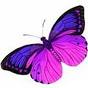 Purple Butterfly