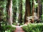 Redwood Trees