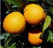 Orange Grove