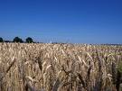 Wheat Fields