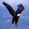 Eagle in Flight