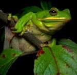 Green Frog