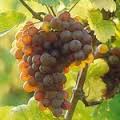 Grapes on Vine
