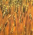 Wheat Harvest Field