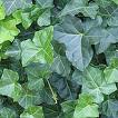 Ivy Leaves