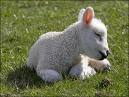 Lamb in Field