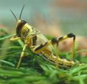 Locust in Grass