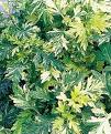 Wormwood Plant