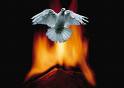 Dove Of Fire